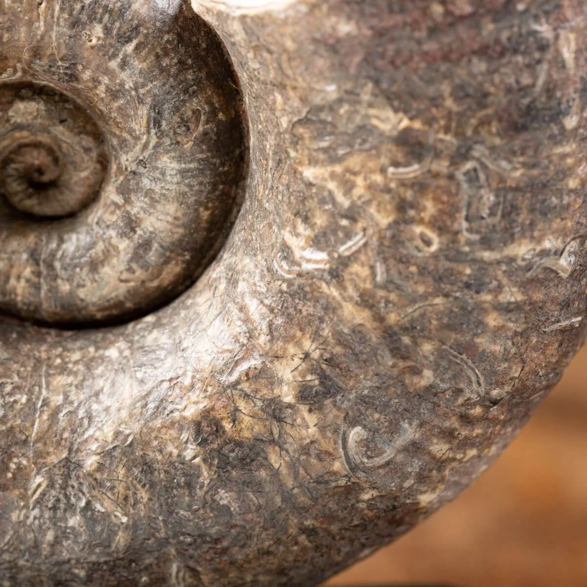 Ammonite Lytoceras Fimbriatum