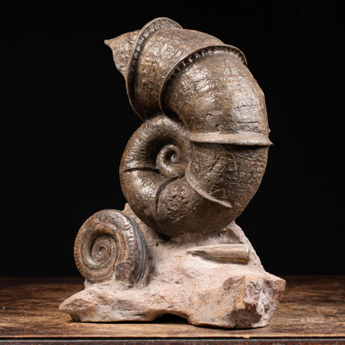 Ammonite Lytoceras Fimbriatum