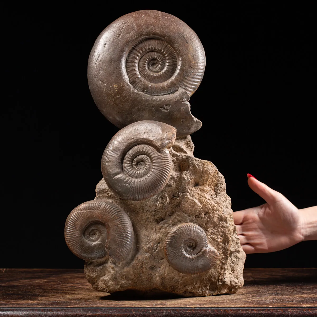 Ammoniti Hildoceras