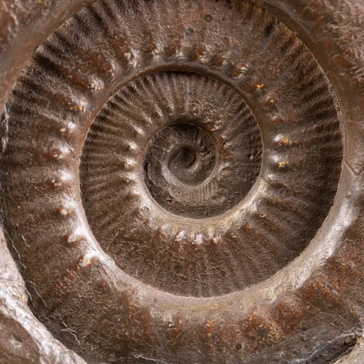 Ammoniti Hildoceras