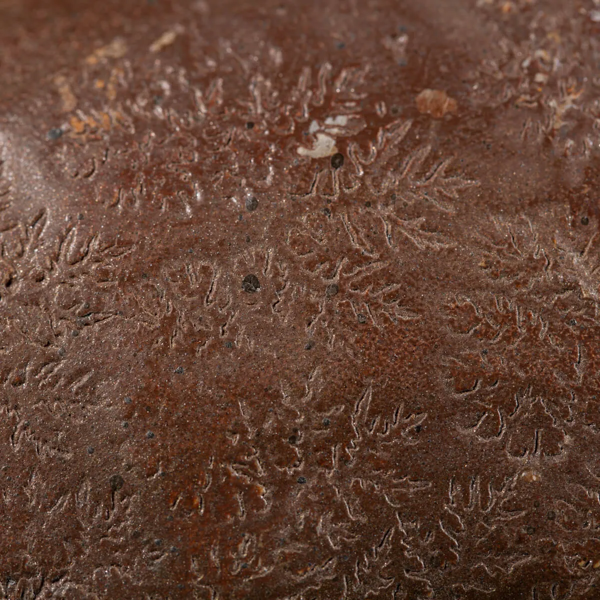 Ammoniti Hildoceras