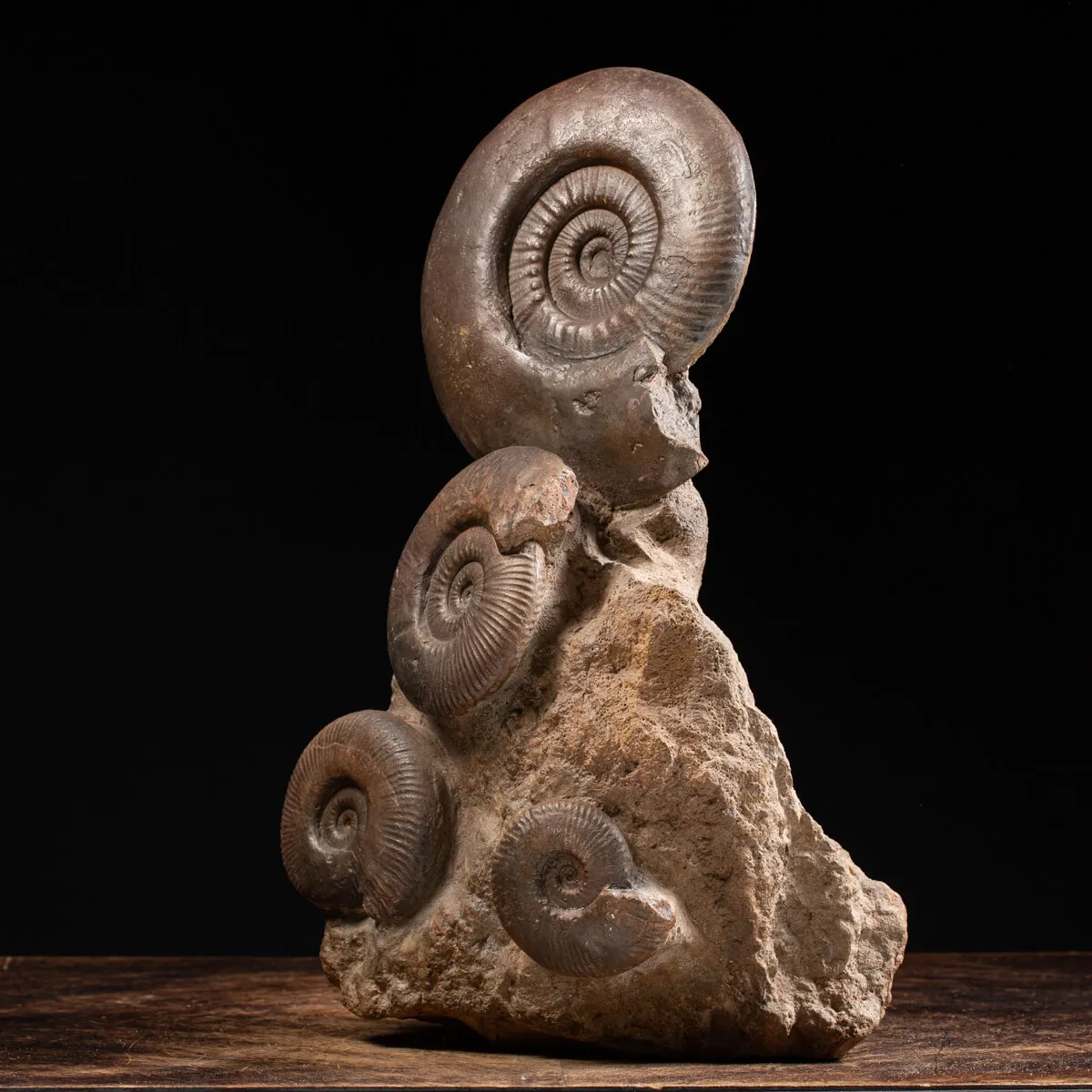 Ammoniti Hildoceras