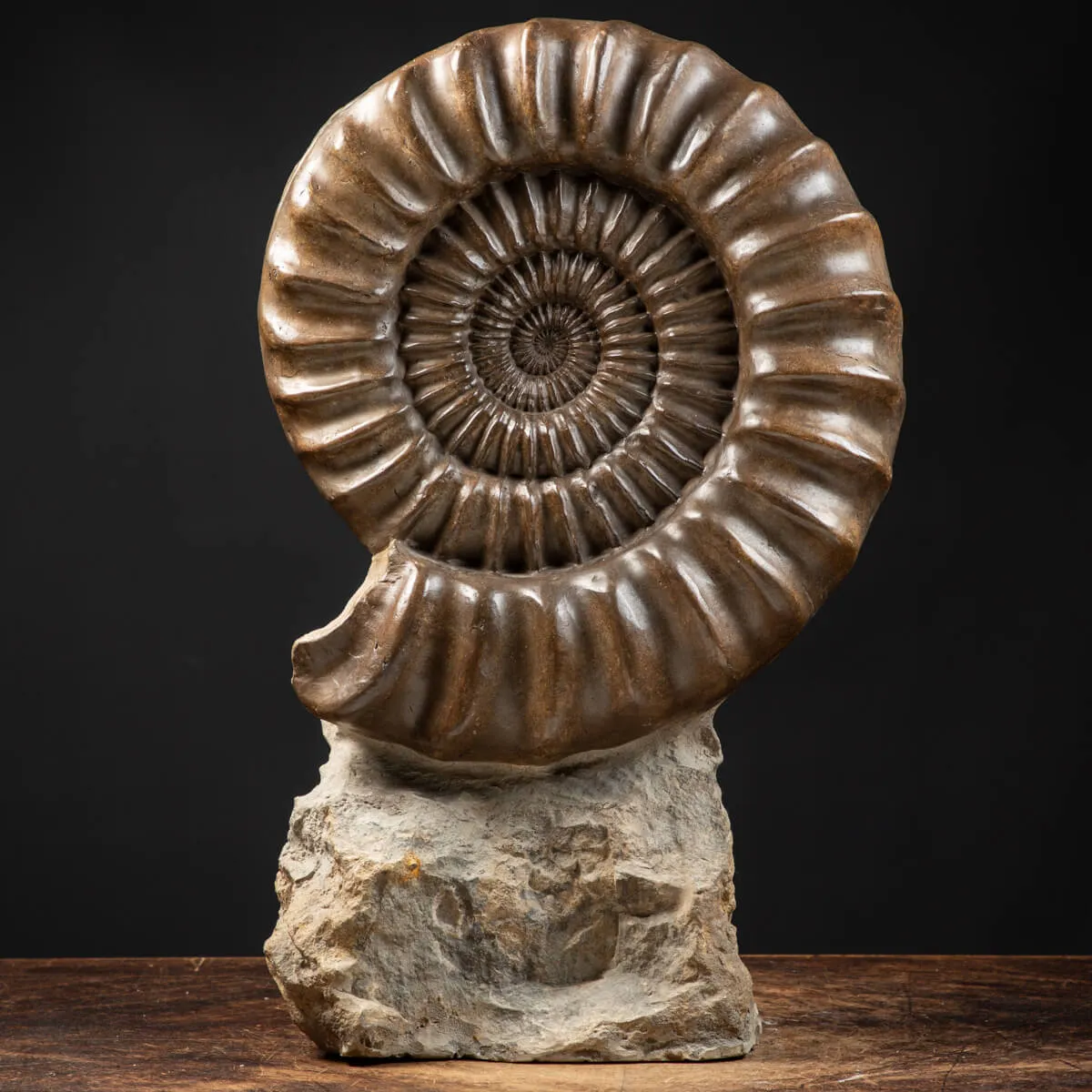 Ammonite Arietites Bucklandi
