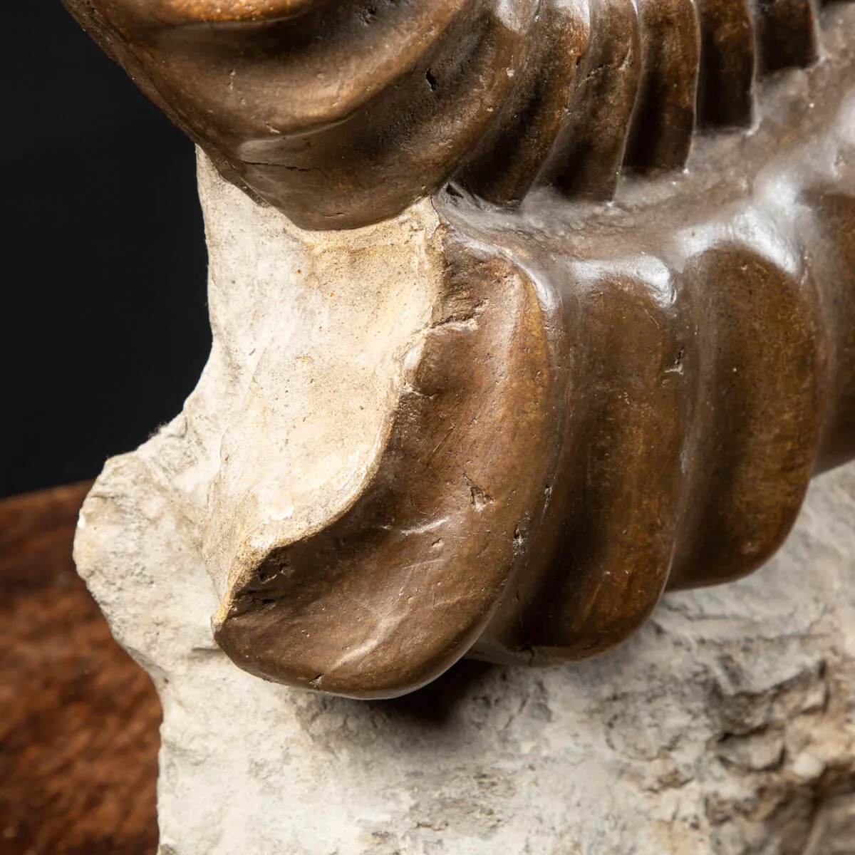 Ammonite Arietites Bucklandi