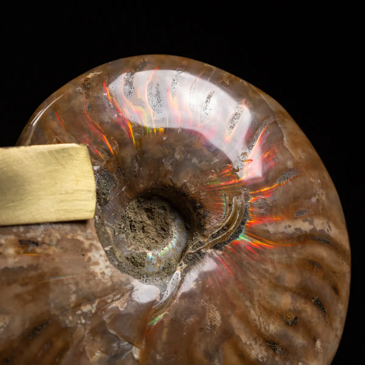 Ammonite Cleoniceras con punta di Quarzo