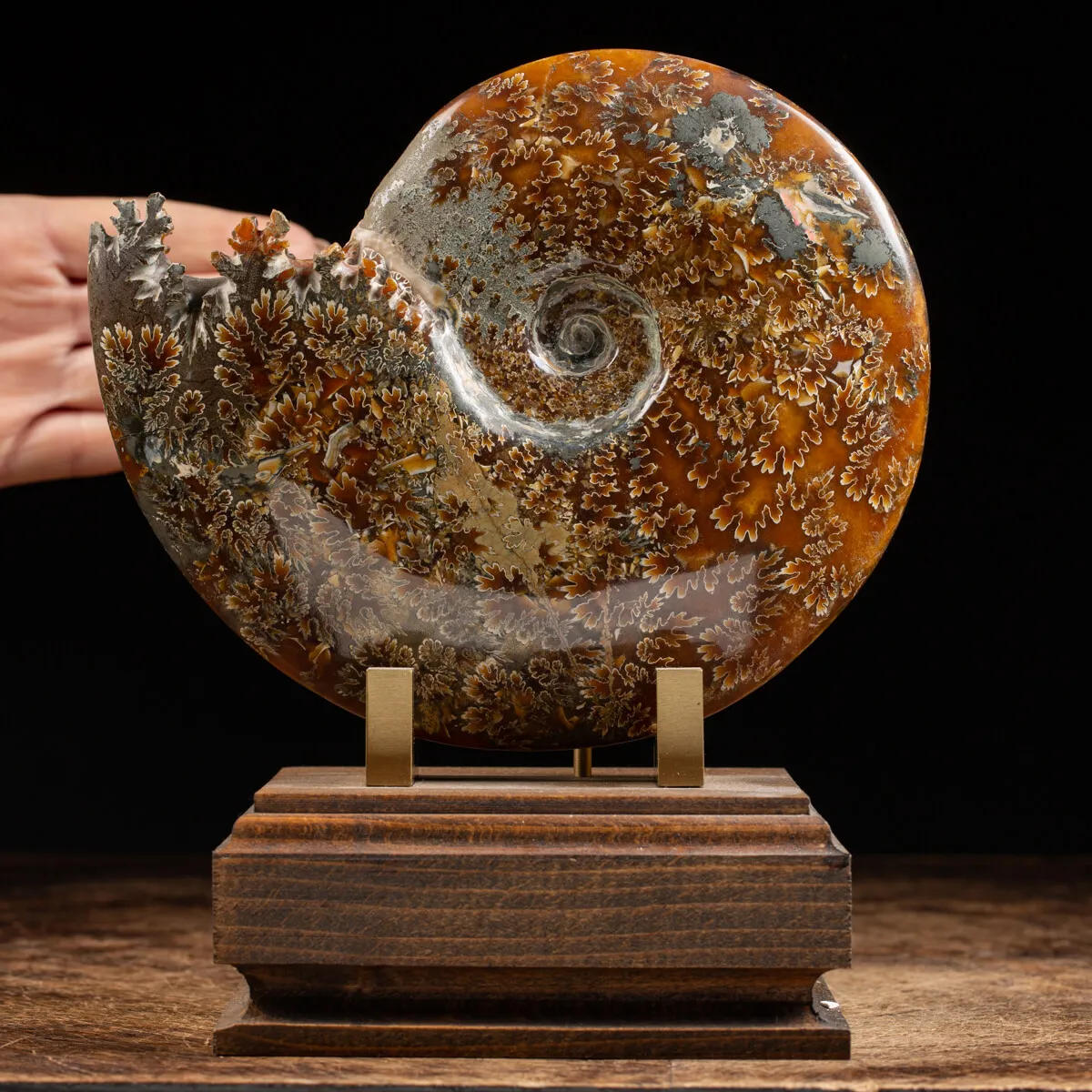 Ammonite Cleoniceras