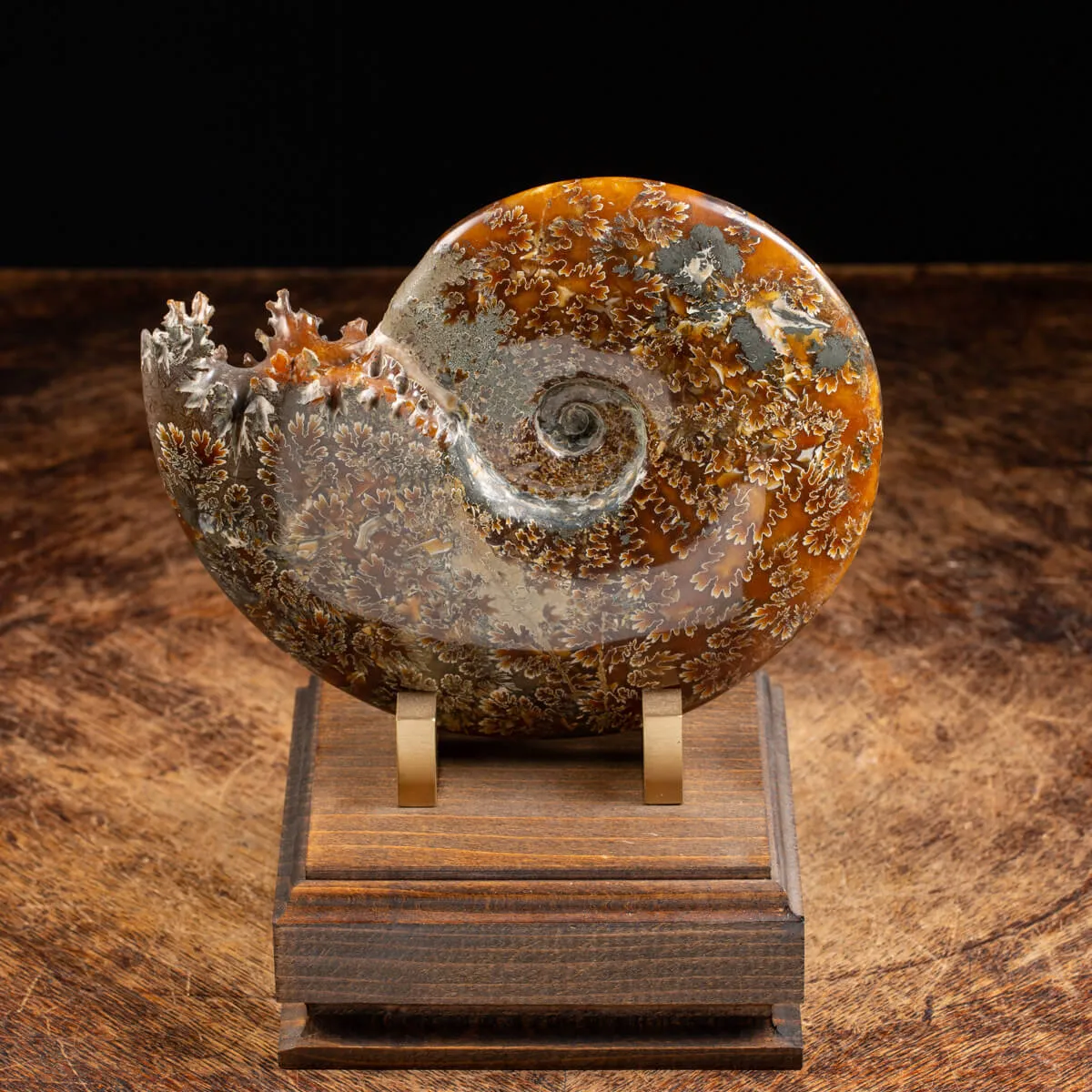 Ammonite Cleoniceras