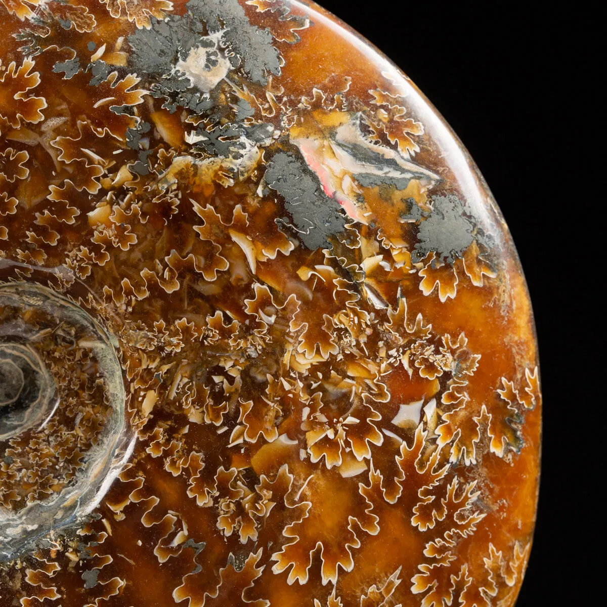 Ammonite Cleoniceras