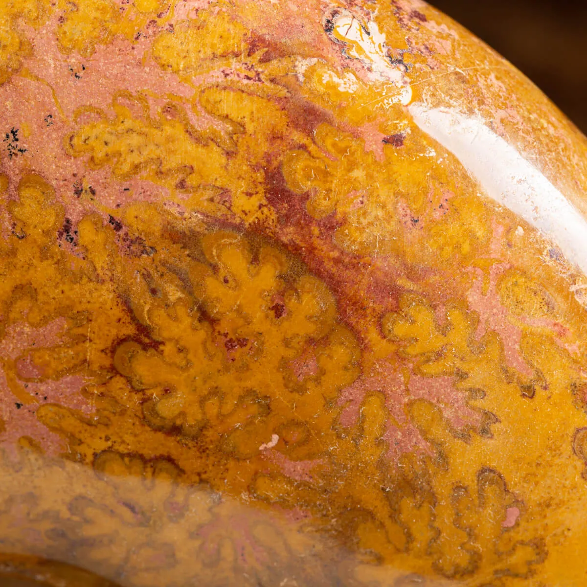 Ammonite Esericeras