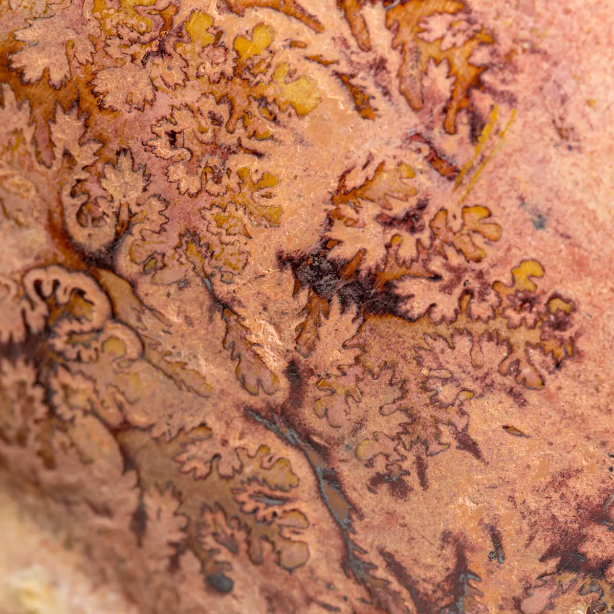Ammonite Esericeras