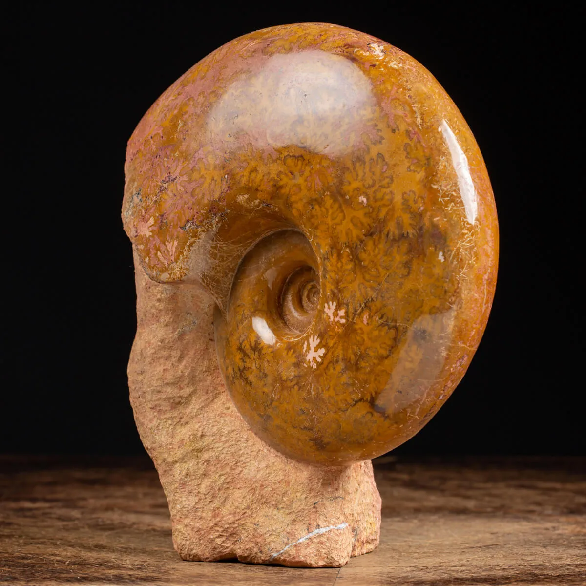 Ammonite Esericeras