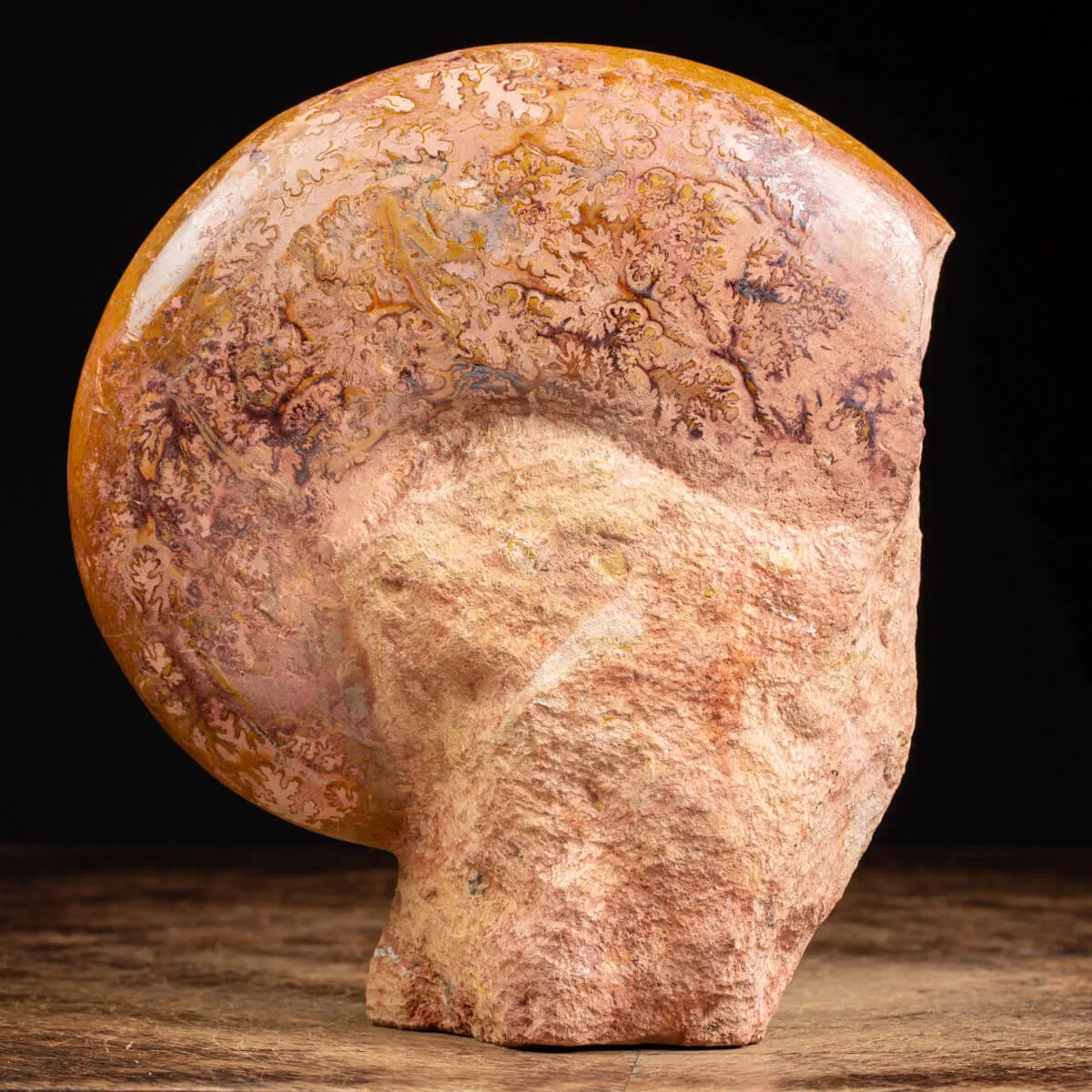 Ammonite Esericeras
