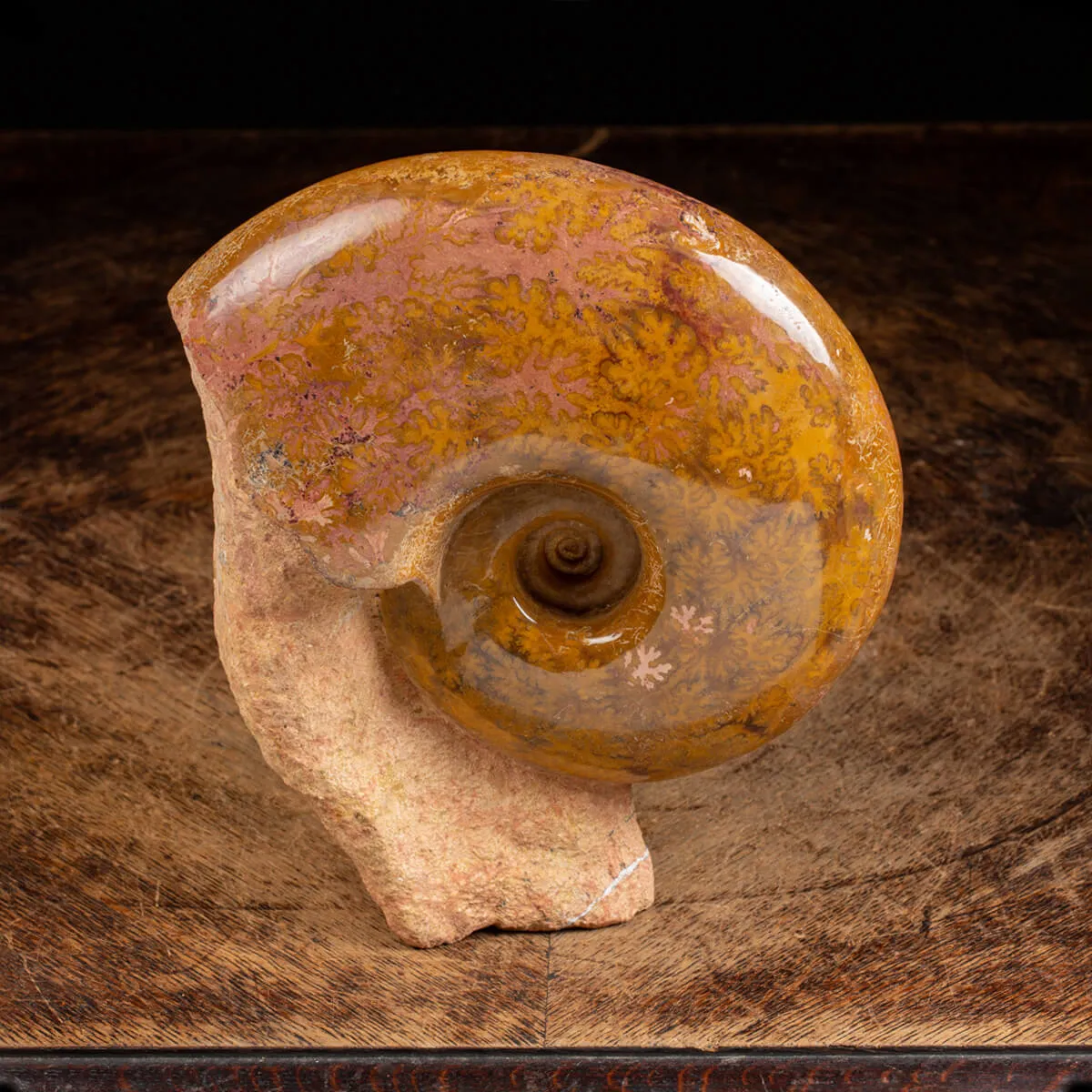 Ammonite Esericeras