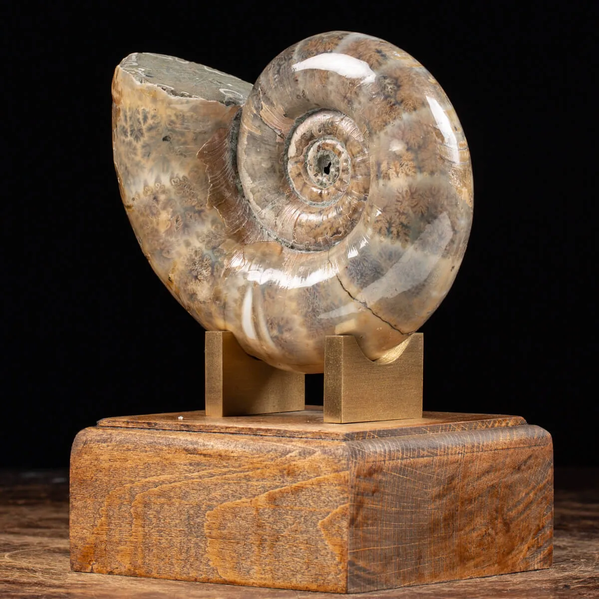 Ammonite Lytoceras