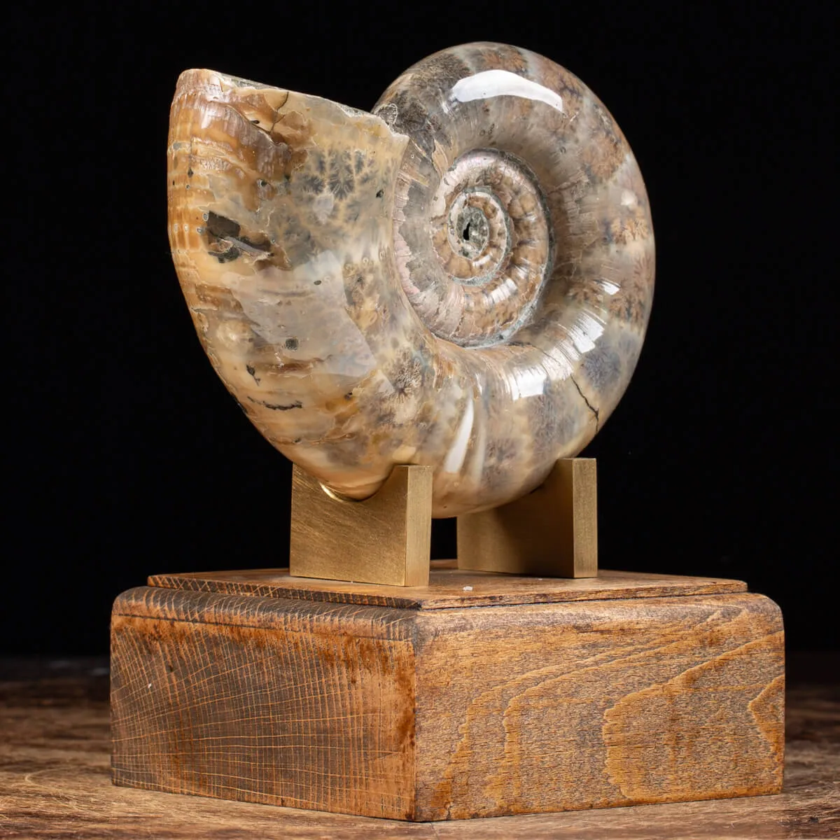 Ammonite Lytoceras