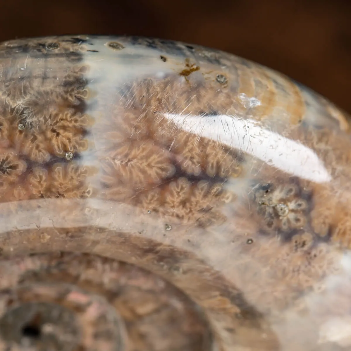 Ammonite Lytoceras