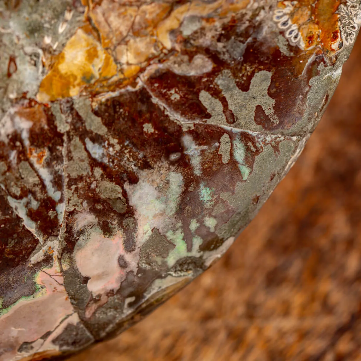 Ammonite Cleoniceras