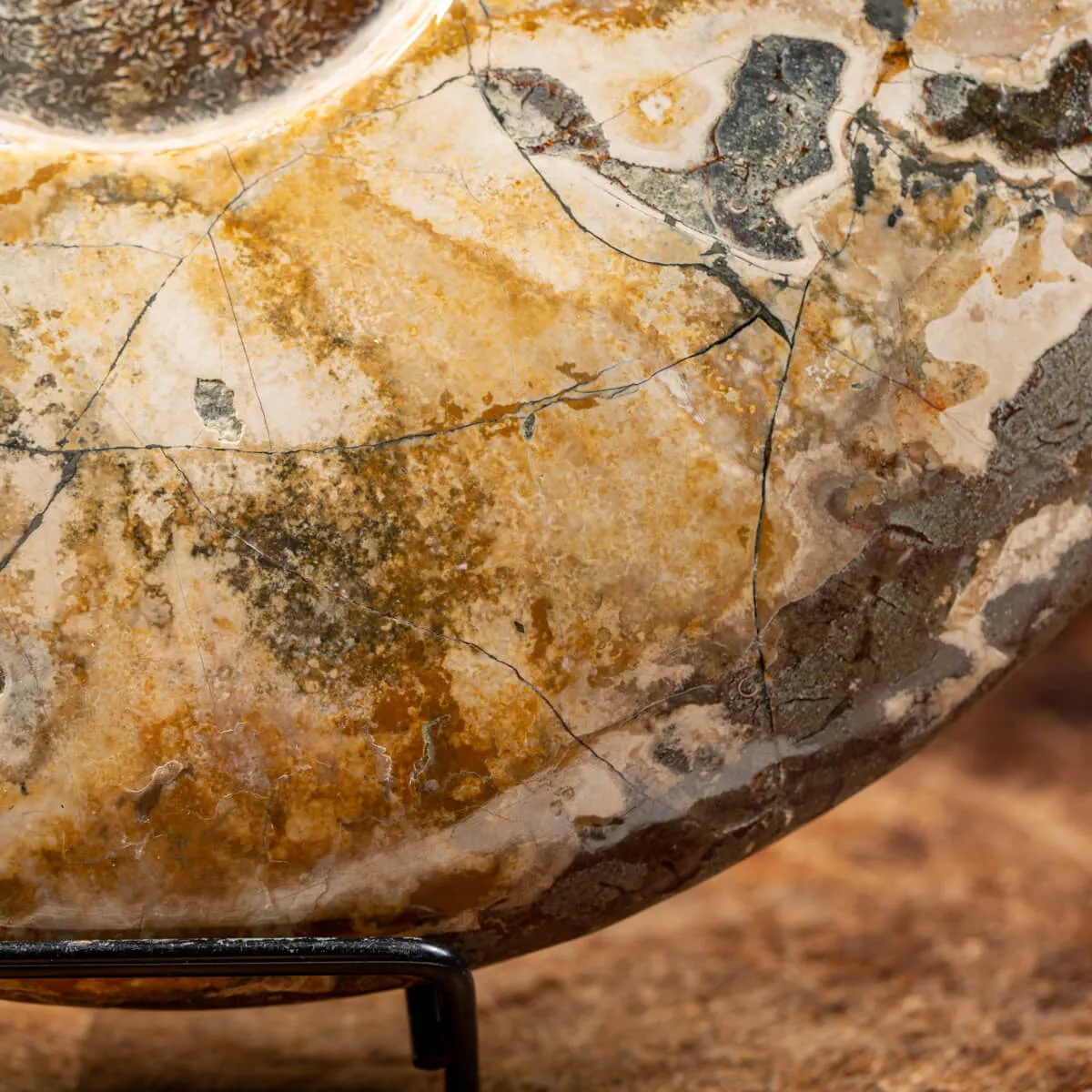 Ammonite Cleoniceras