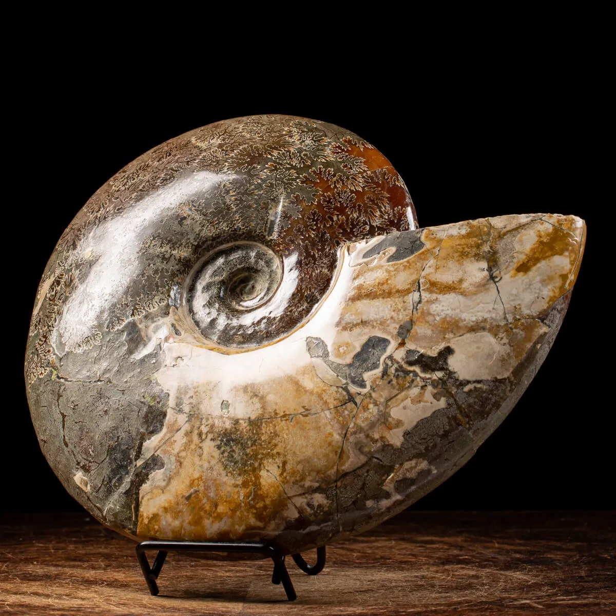 Ammonite Cleoniceras
