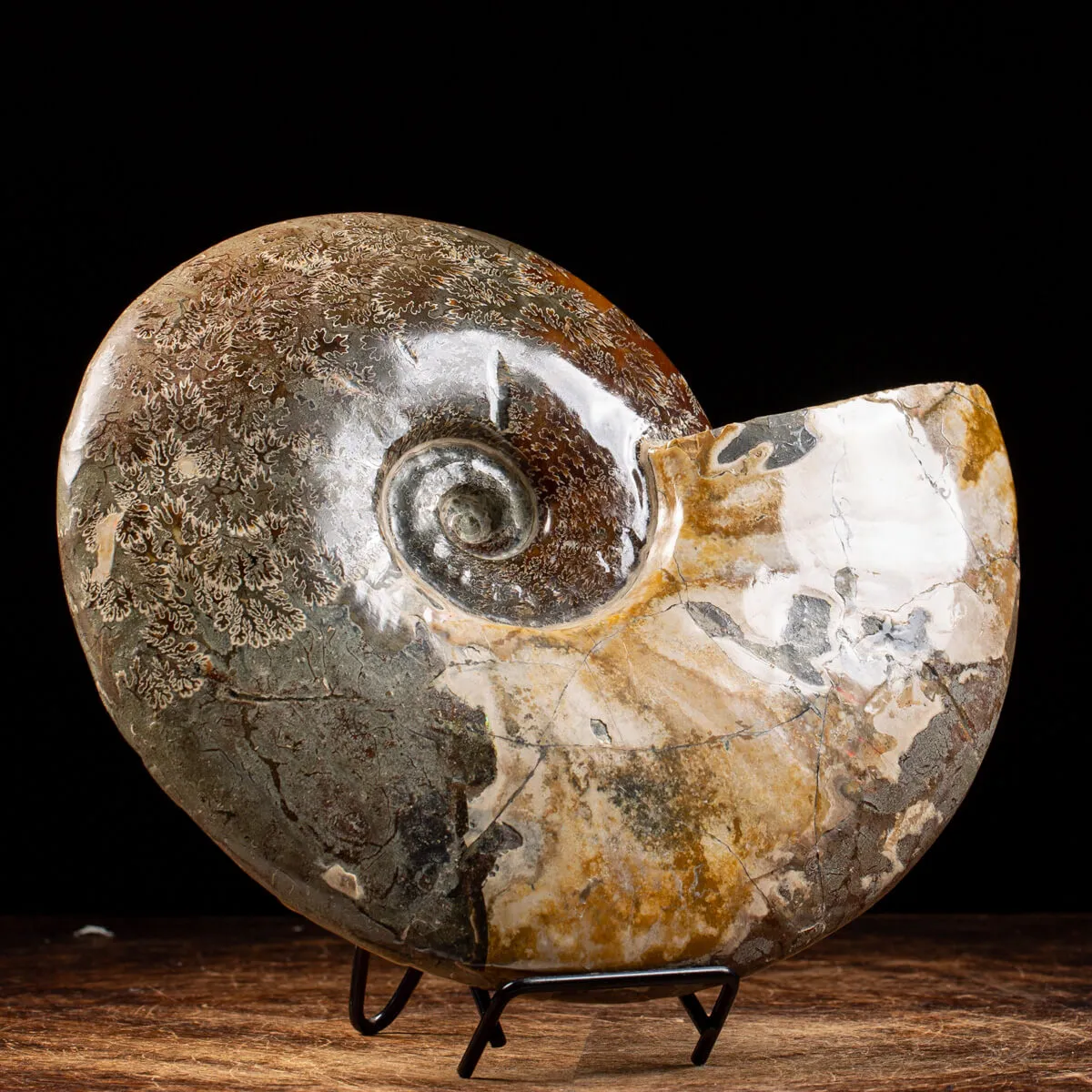 Ammonite Cleoniceras