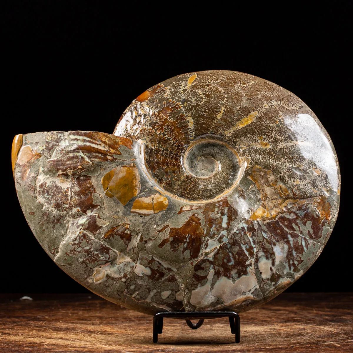 Ammonite Cleoniceras