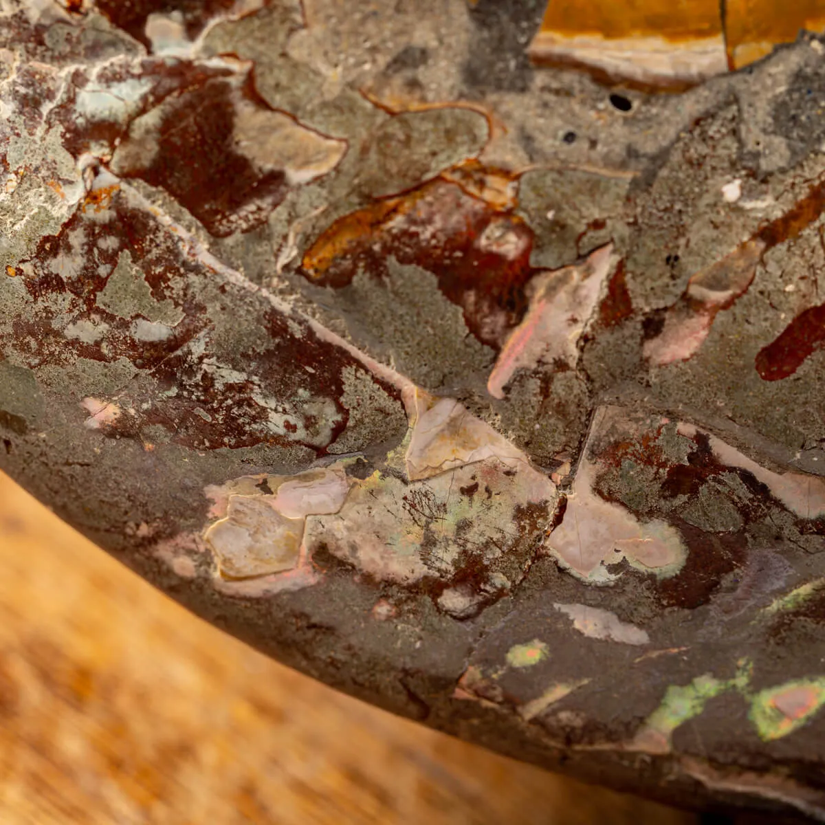 Ammonite Cleoniceras