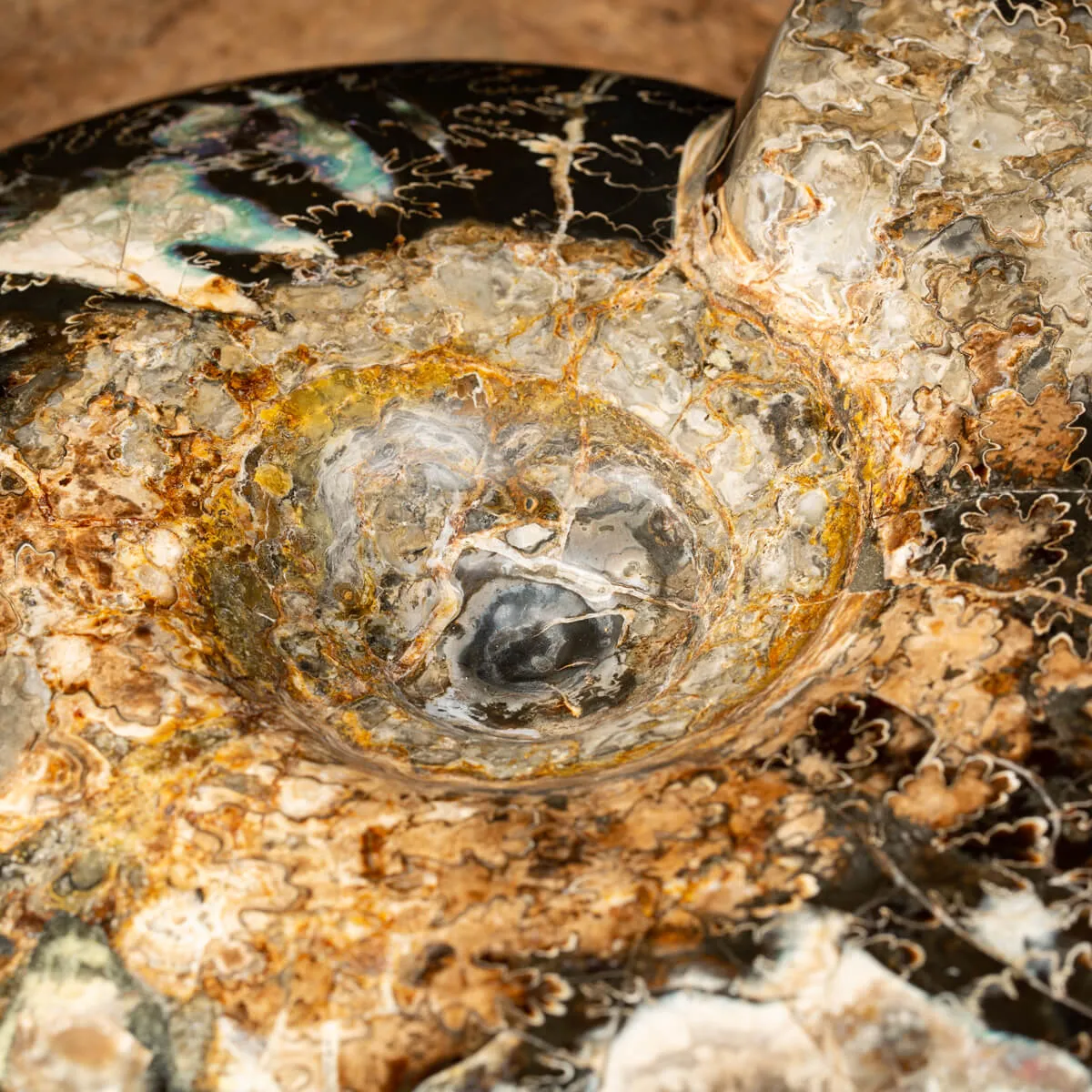 Ammonite Craspedodiscus Discofalcatus