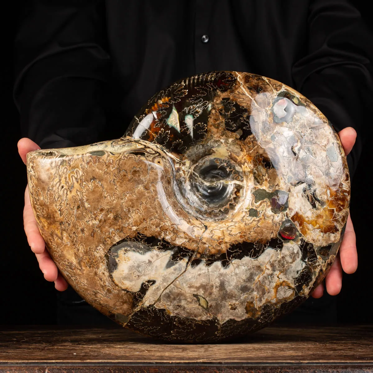 Ammonite Craspedodiscus Discofalcatus