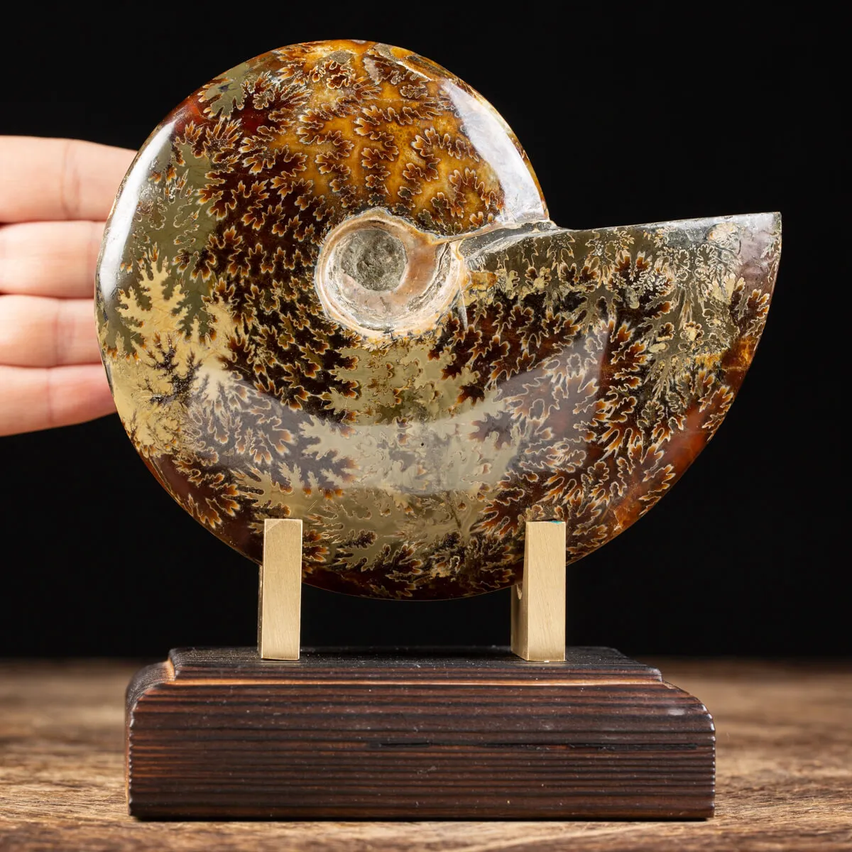 Ammonite Cleoniceras