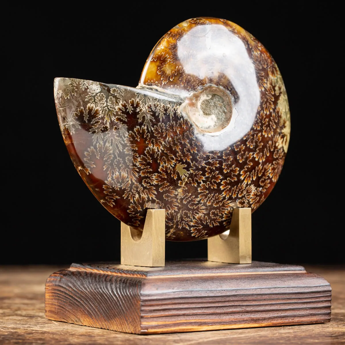 Ammonite Cleoniceras