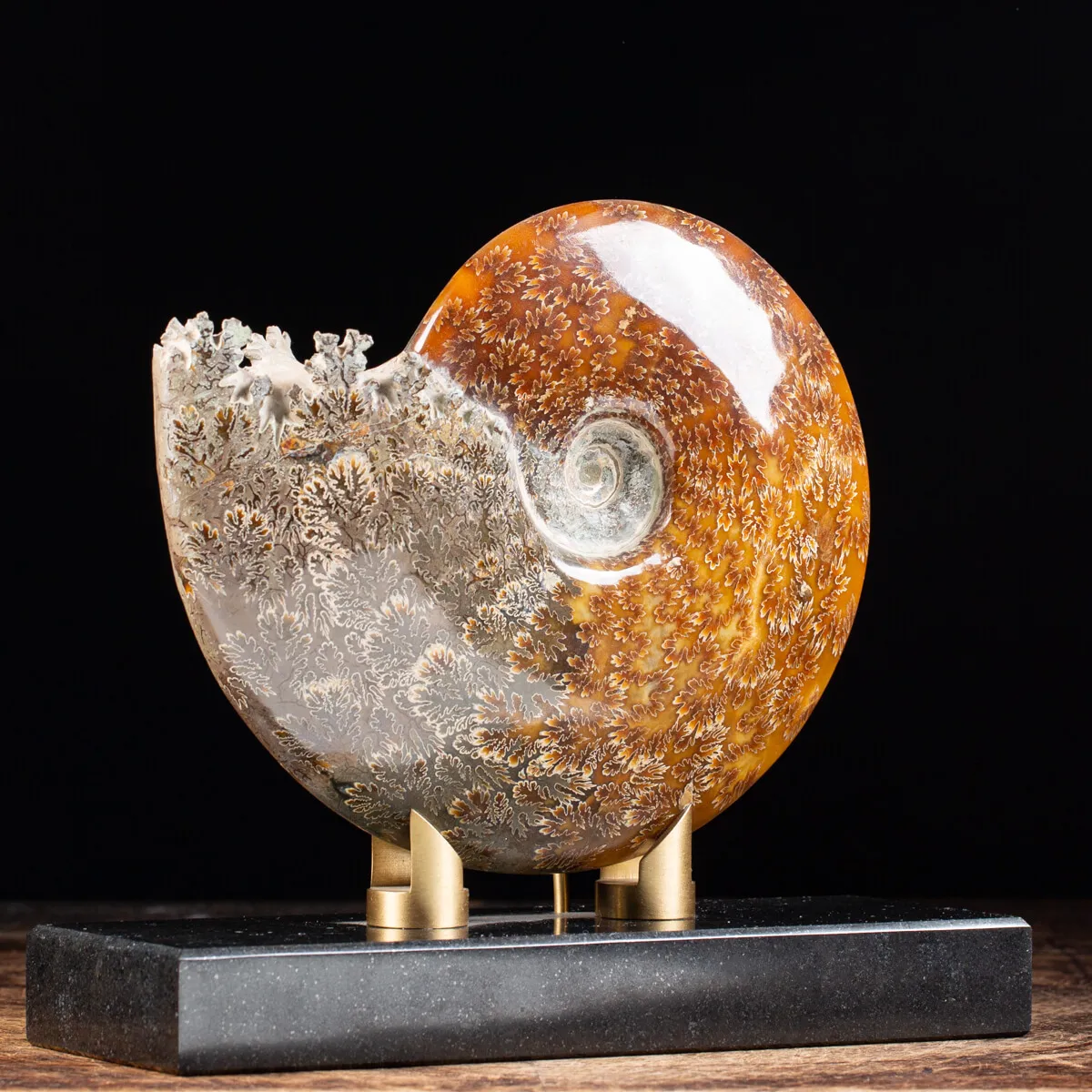 Ammonite Cleoniceras