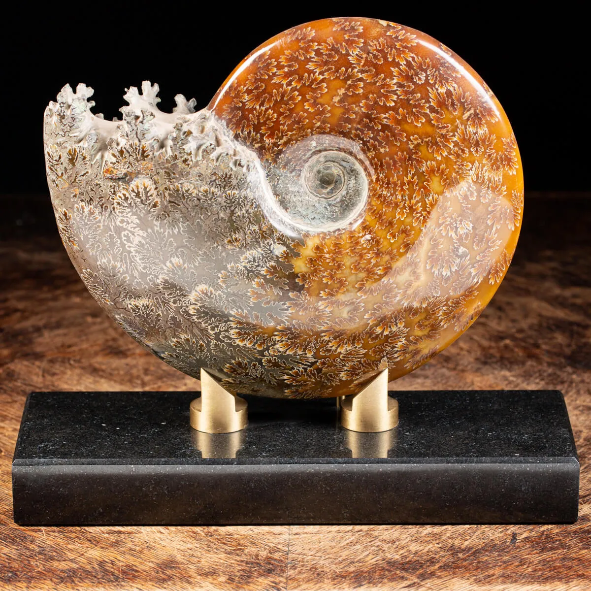 Ammonite Cleoniceras