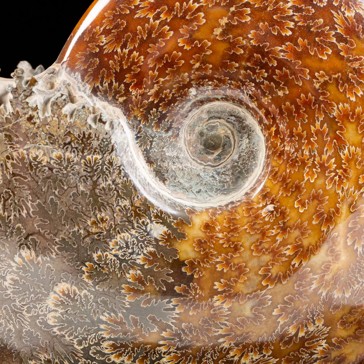 Ammonite Cleoniceras