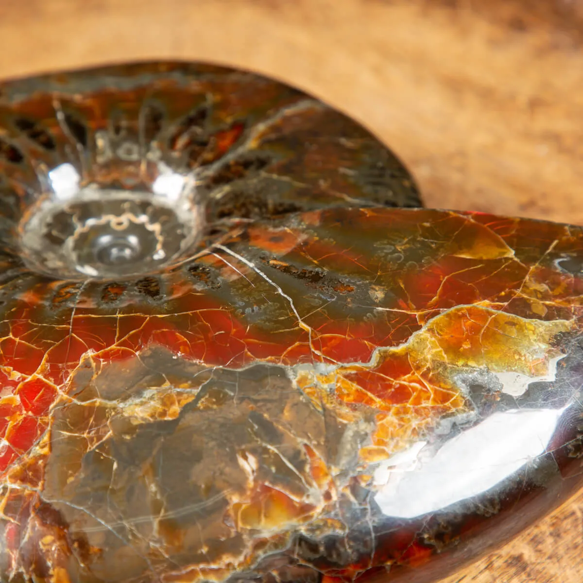 Ammonite Craspedodiscus Discofalcatus