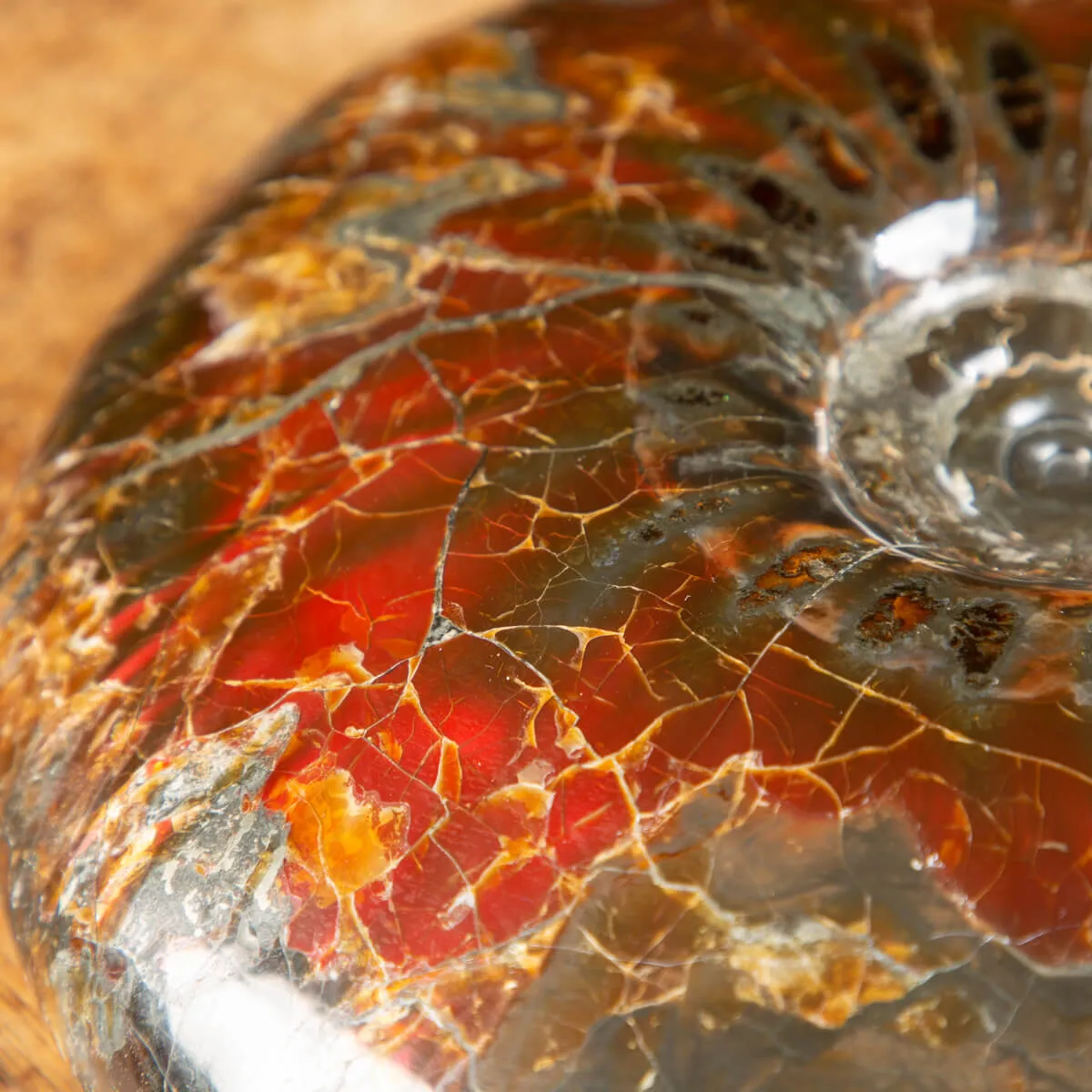 Ammonite Craspedodiscus Discofalcatus