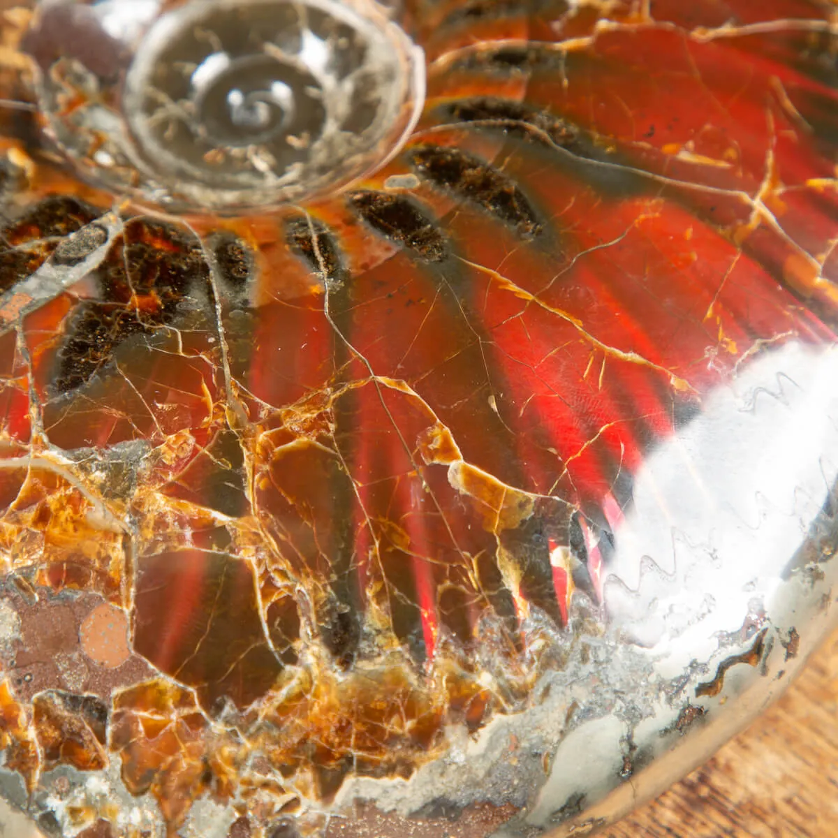 Ammonite Craspedodiscus Discofalcatus