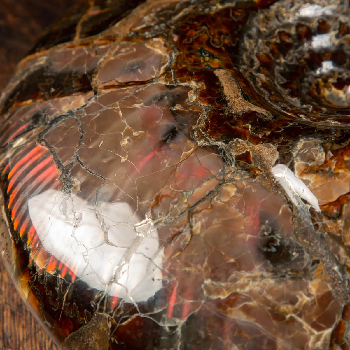 Ammonite Craspedodiscus Discofalcatus
