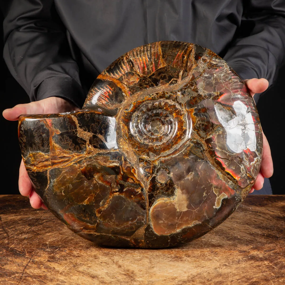 Ammonite Craspedodiscus Discofalcatus