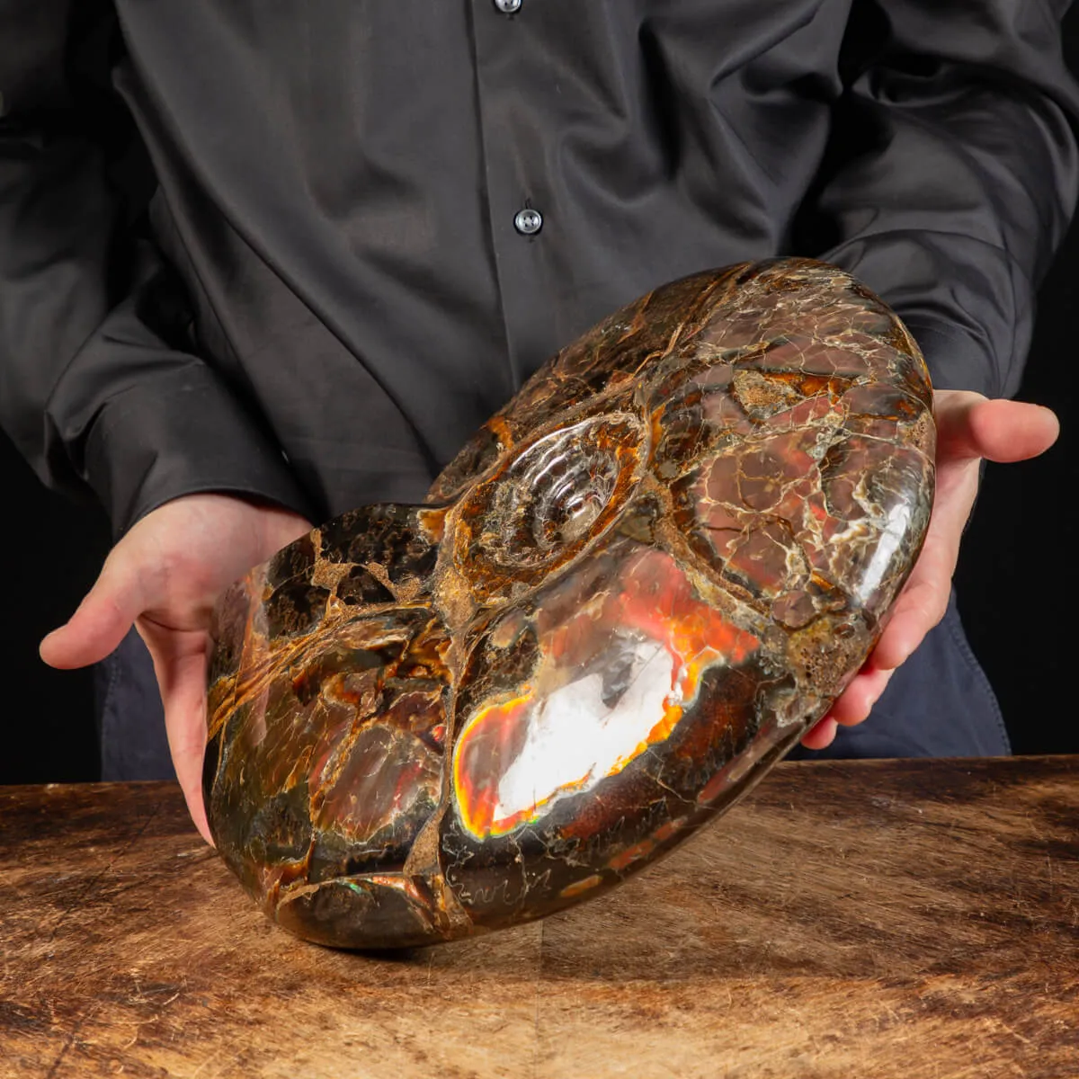 Ammonite Craspedodiscus Discofalcatus