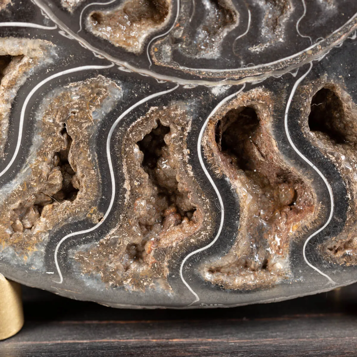 Ammonite Cleoniceras Nera