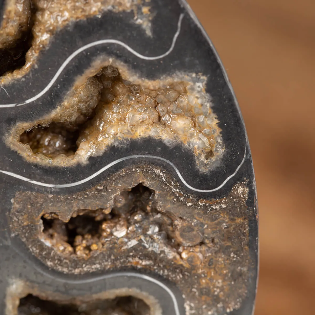 Ammonite Cleoniceras Nera
