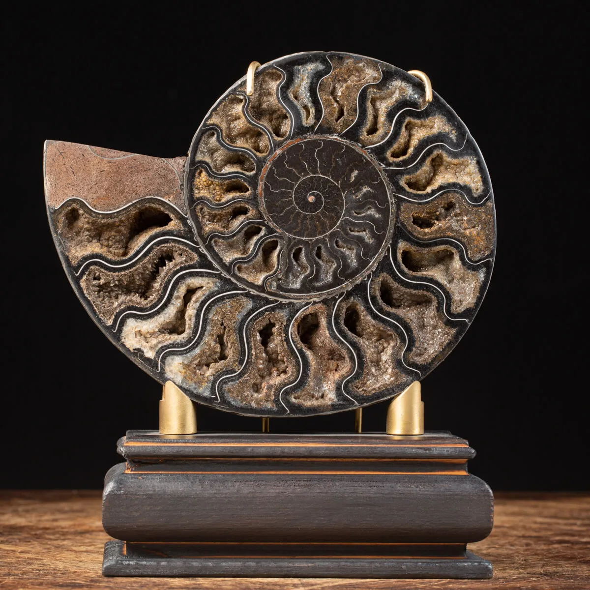 Ammonite Cleoniceras Nera