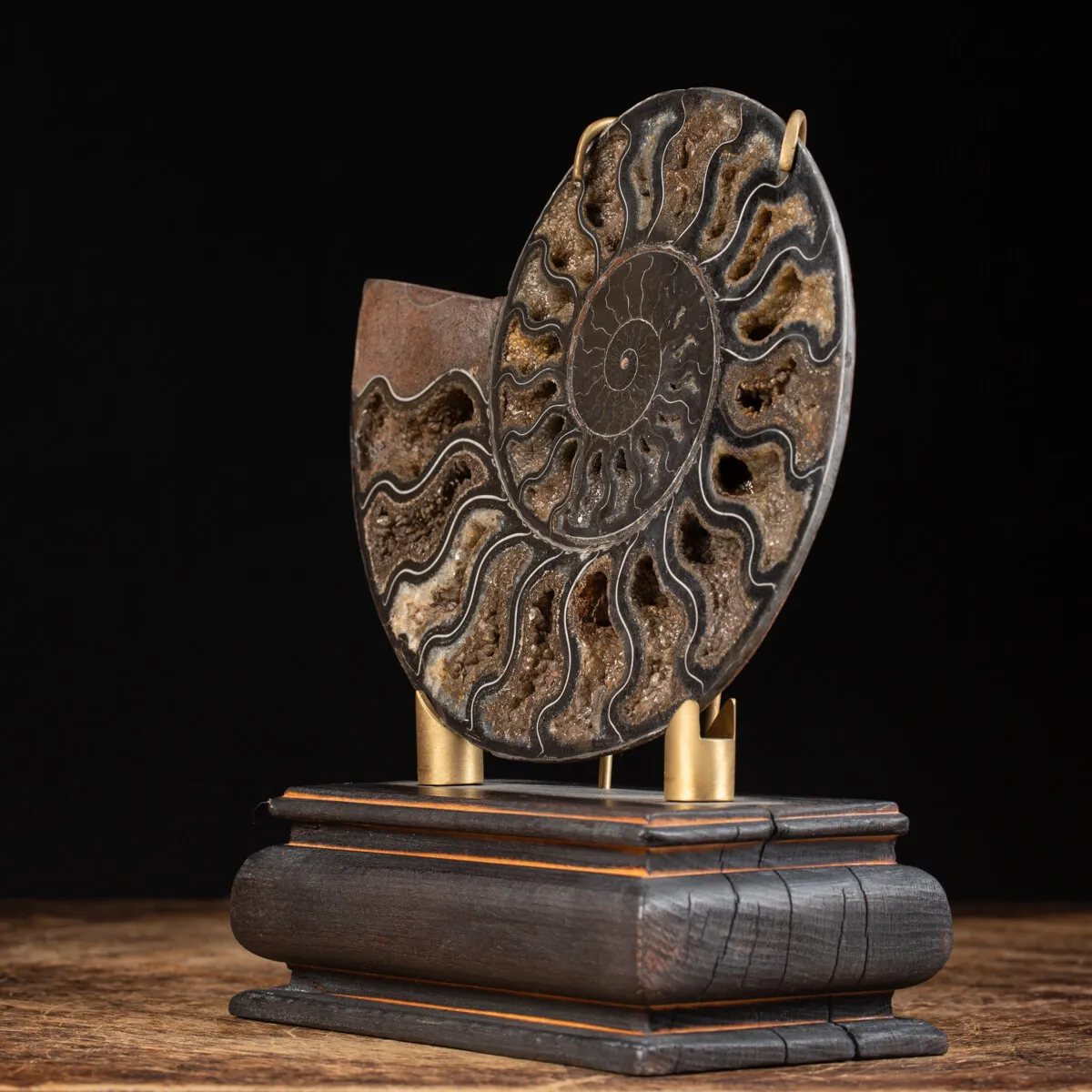Ammonite Cleoniceras Nera