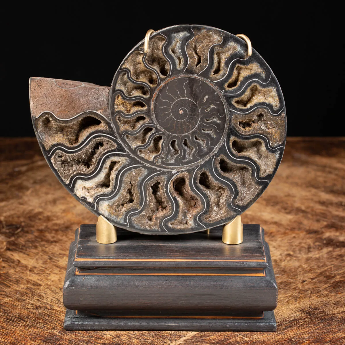 Ammonite Cleoniceras Nera