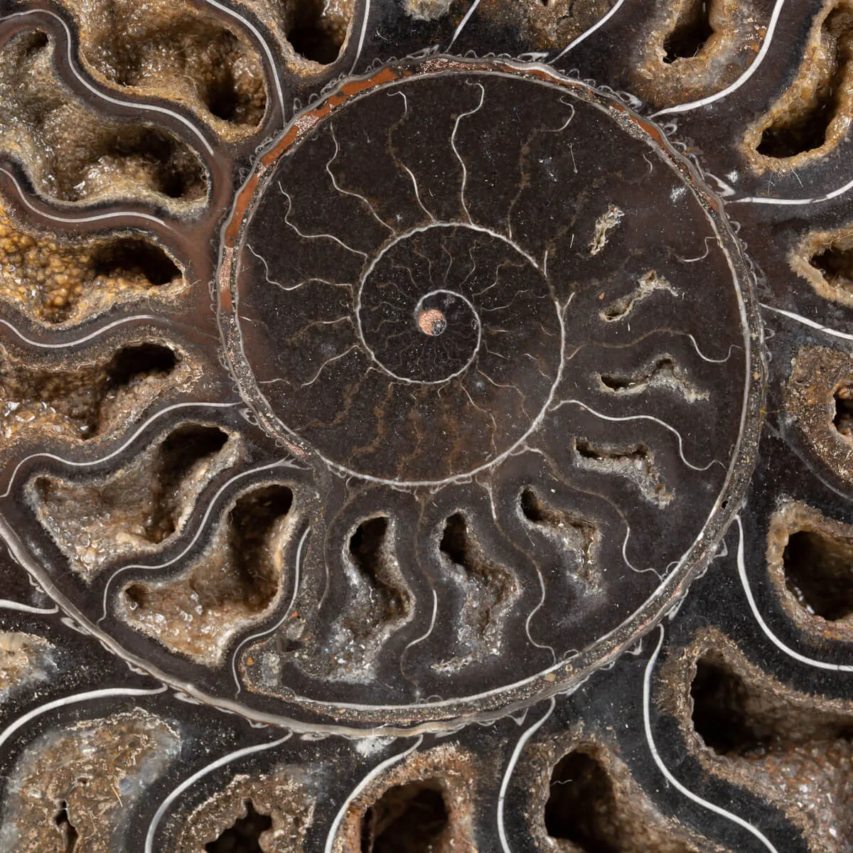 Ammonite Cleoniceras Nera