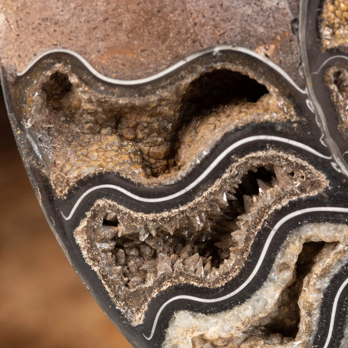 Ammonite Cleoniceras Nera