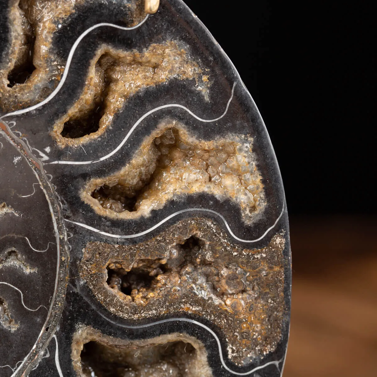 Ammonite Cleoniceras Nera