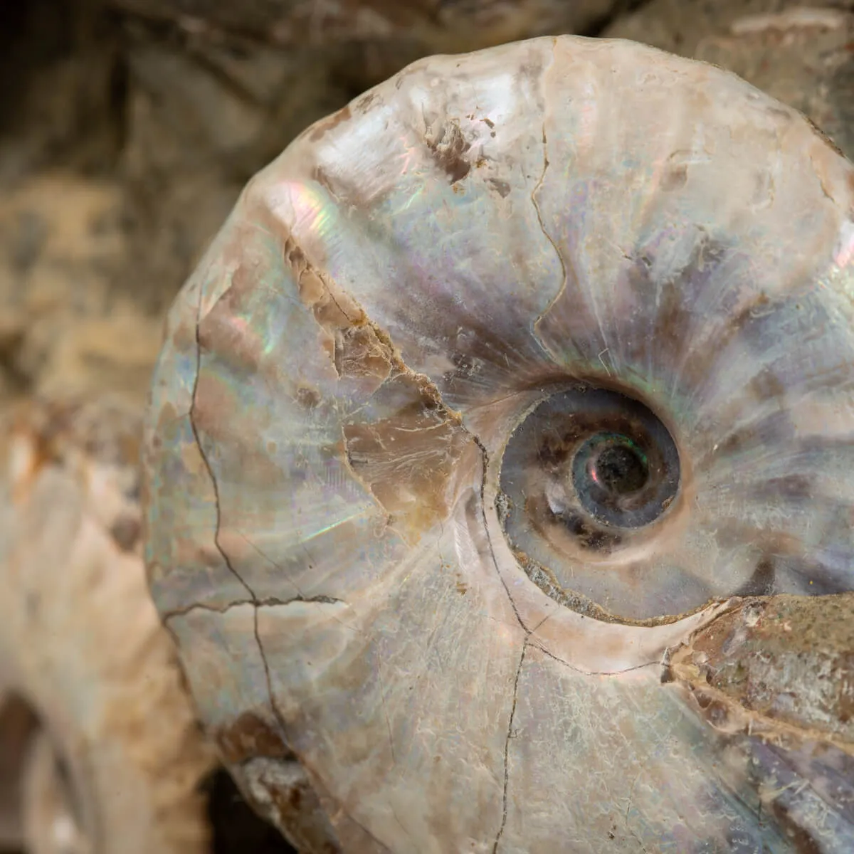 Gruppo di Ammoniti e Nautilus