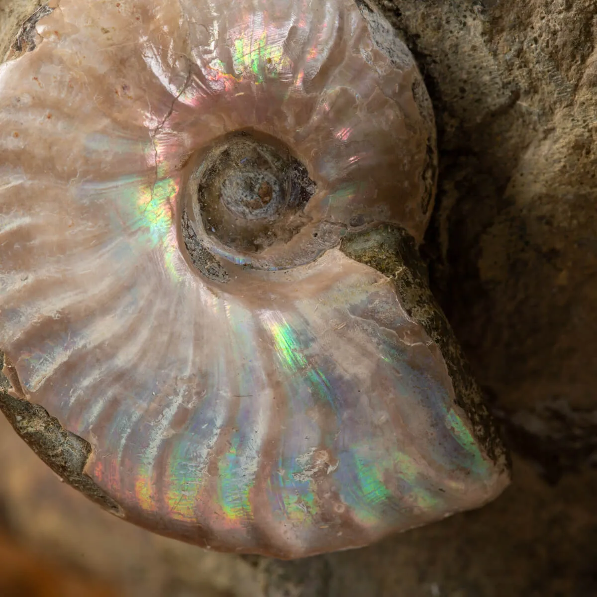 Gruppo di Ammoniti e Nautilus