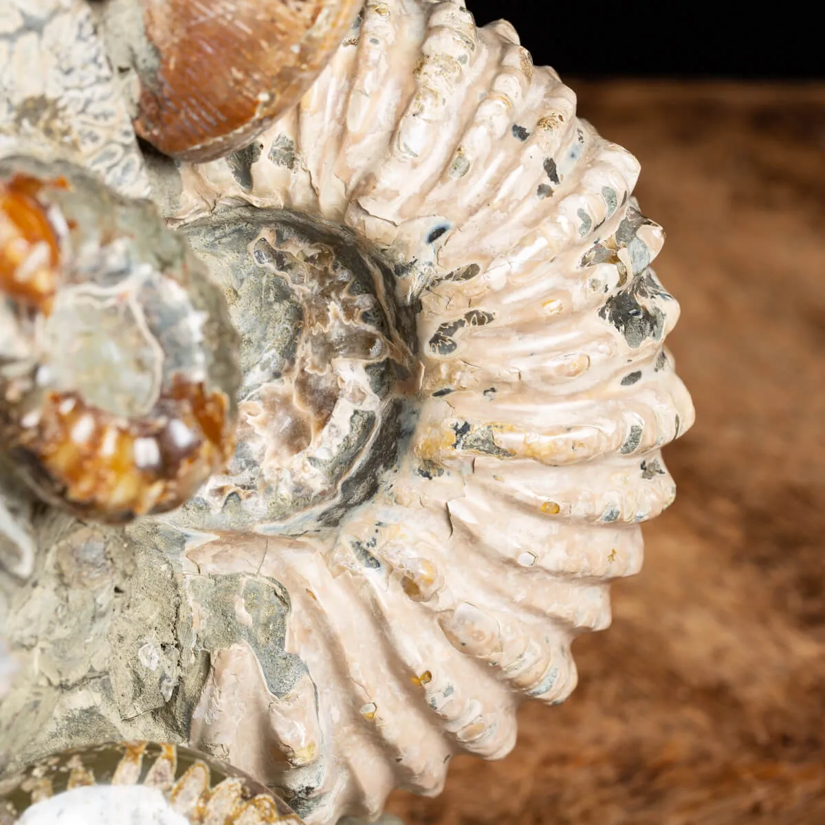 Gruppo di Ammoniti e Nautilus